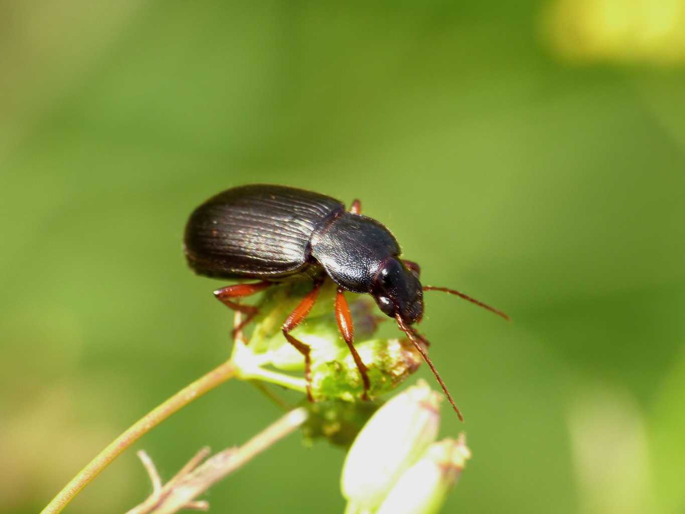 Ophonus incisus che preleva semi di finocchio